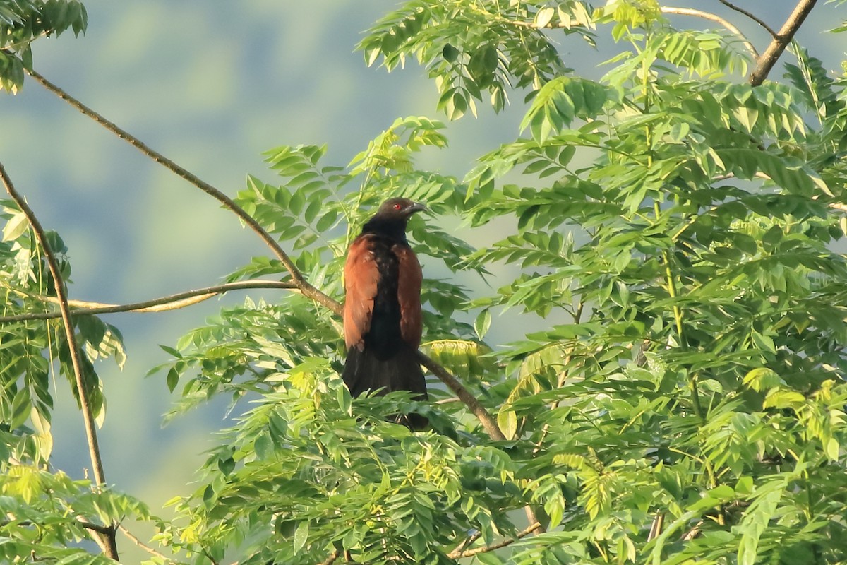 Greater Coucal (Southern) - ML642951866