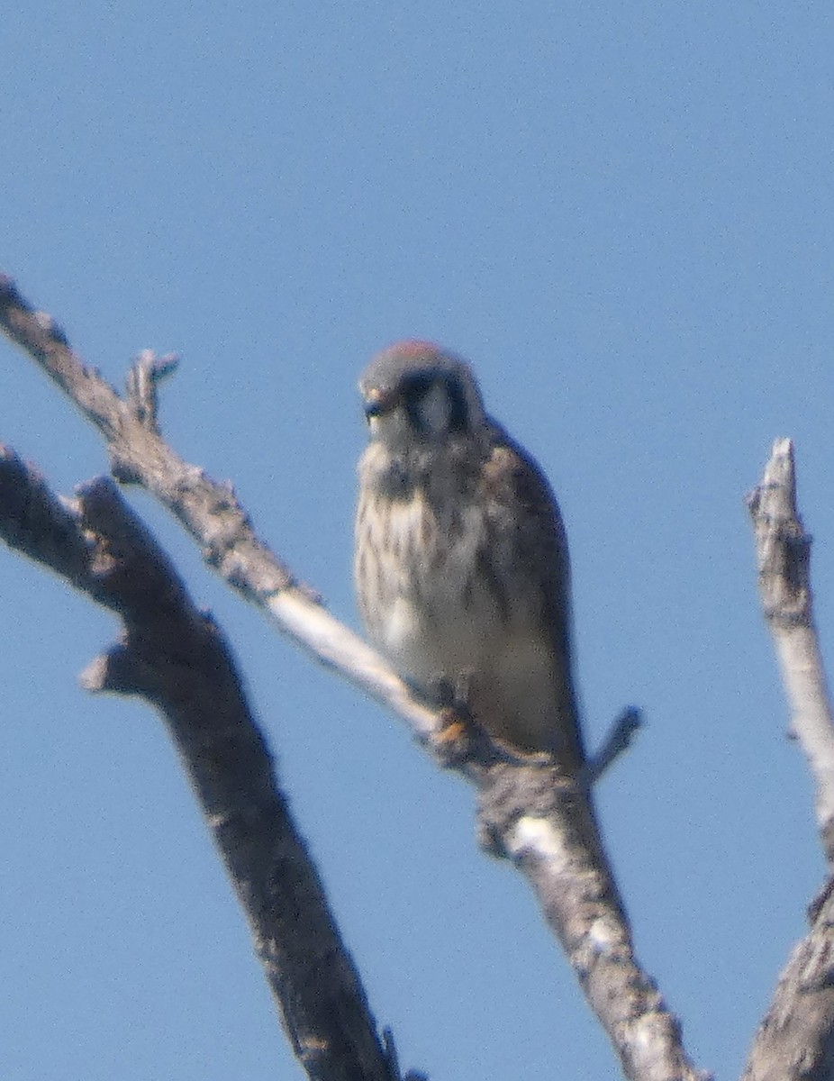 American Kestrel - ML642951872