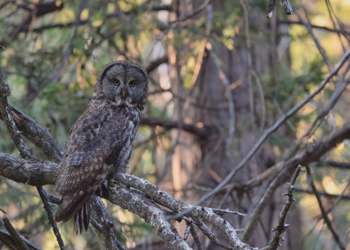 Bartkauz - ML642951876