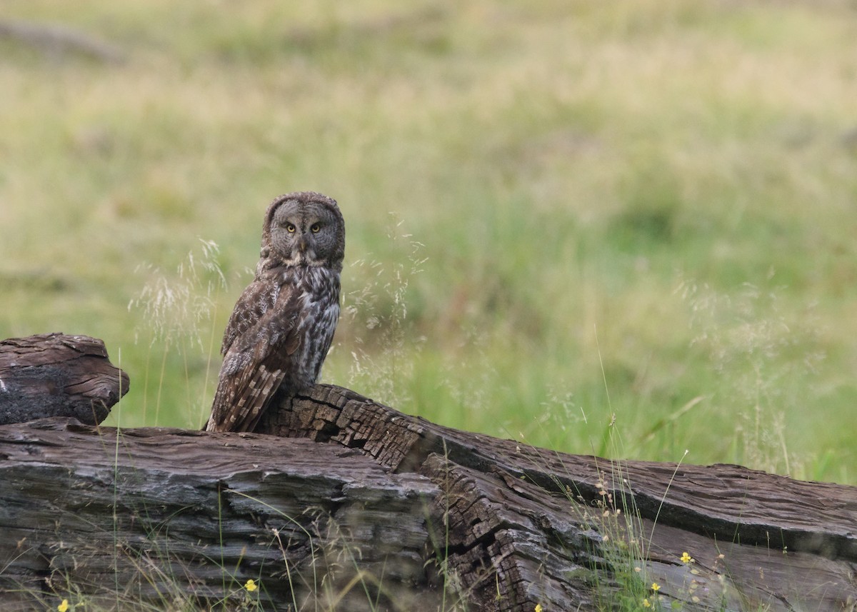 Bartkauz - ML642951877