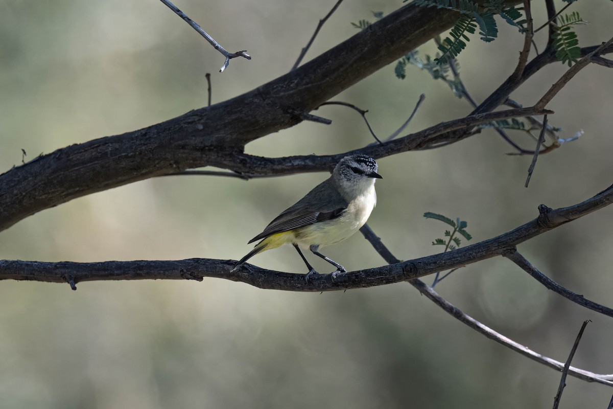 Yellow-rumped Thornbill - ML642951882