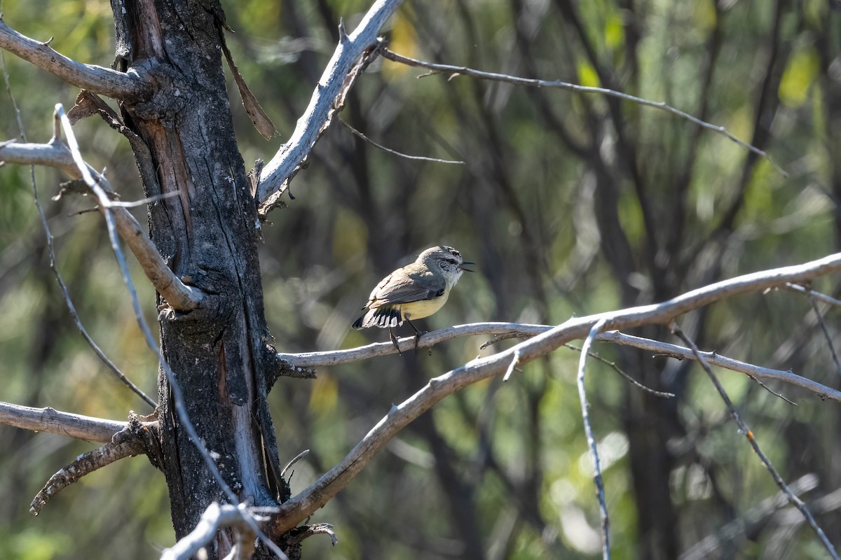 Yellow-rumped Thornbill - ML642951883