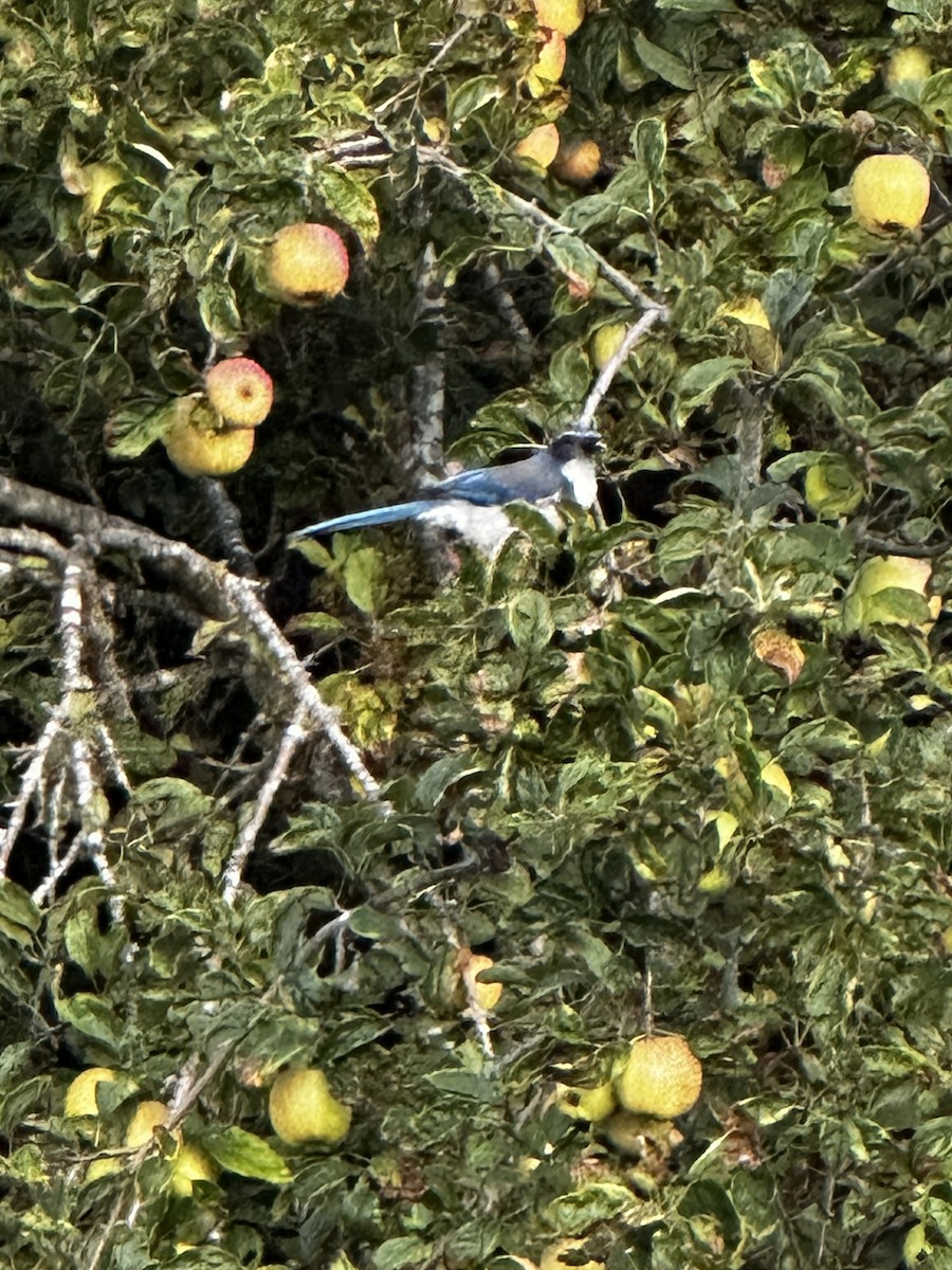 California Scrub-Jay - ML642951902