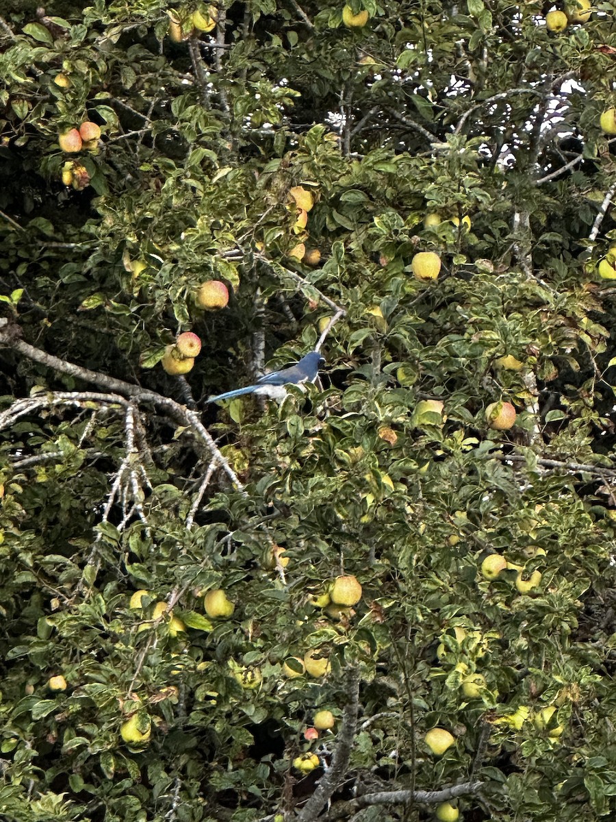 California Scrub-Jay - ML642951903