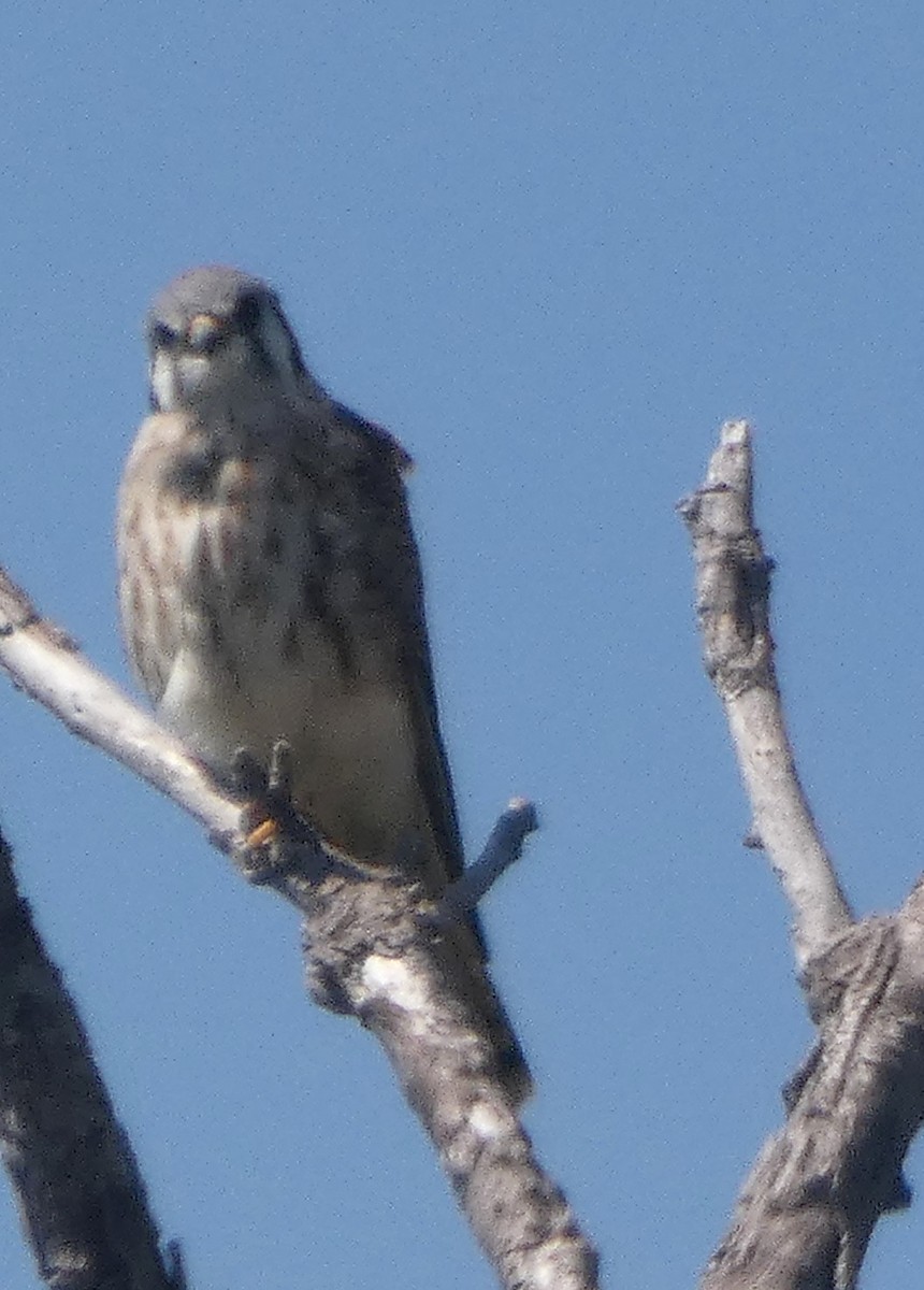 American Kestrel - ML642951908