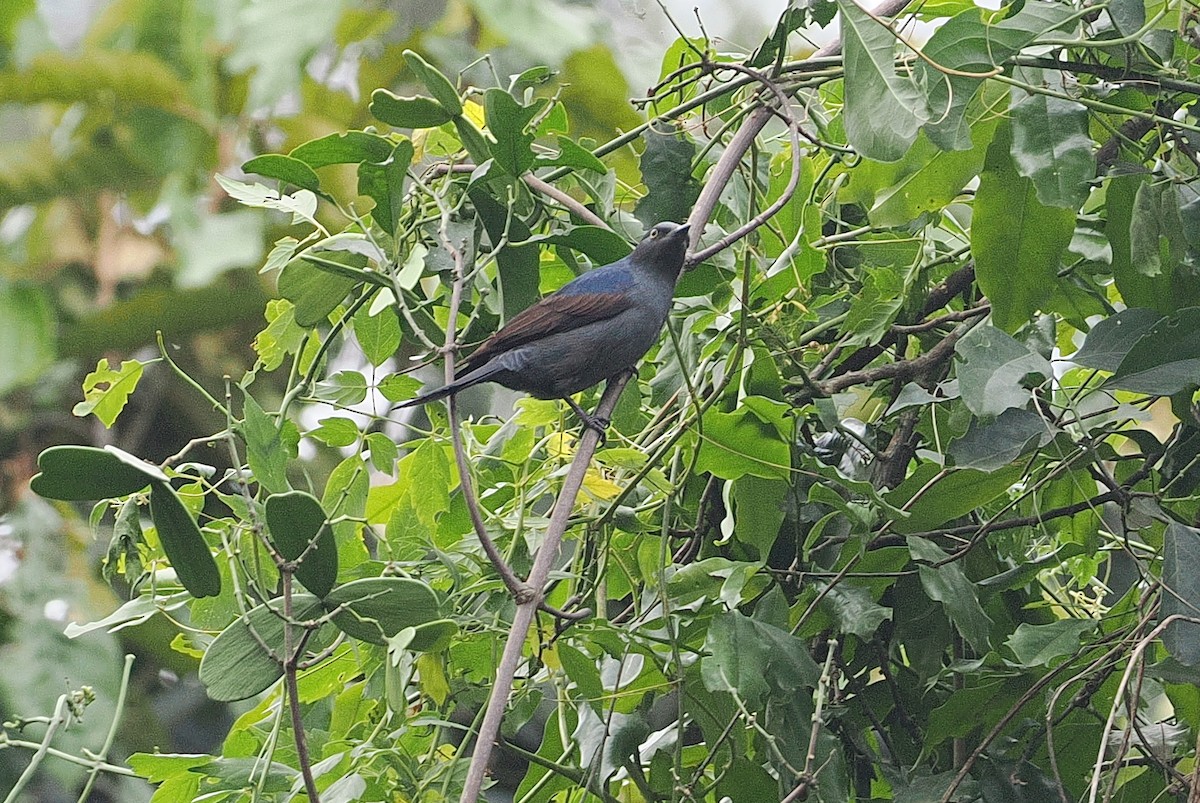 Narrow-tailed Starling - ML642951917