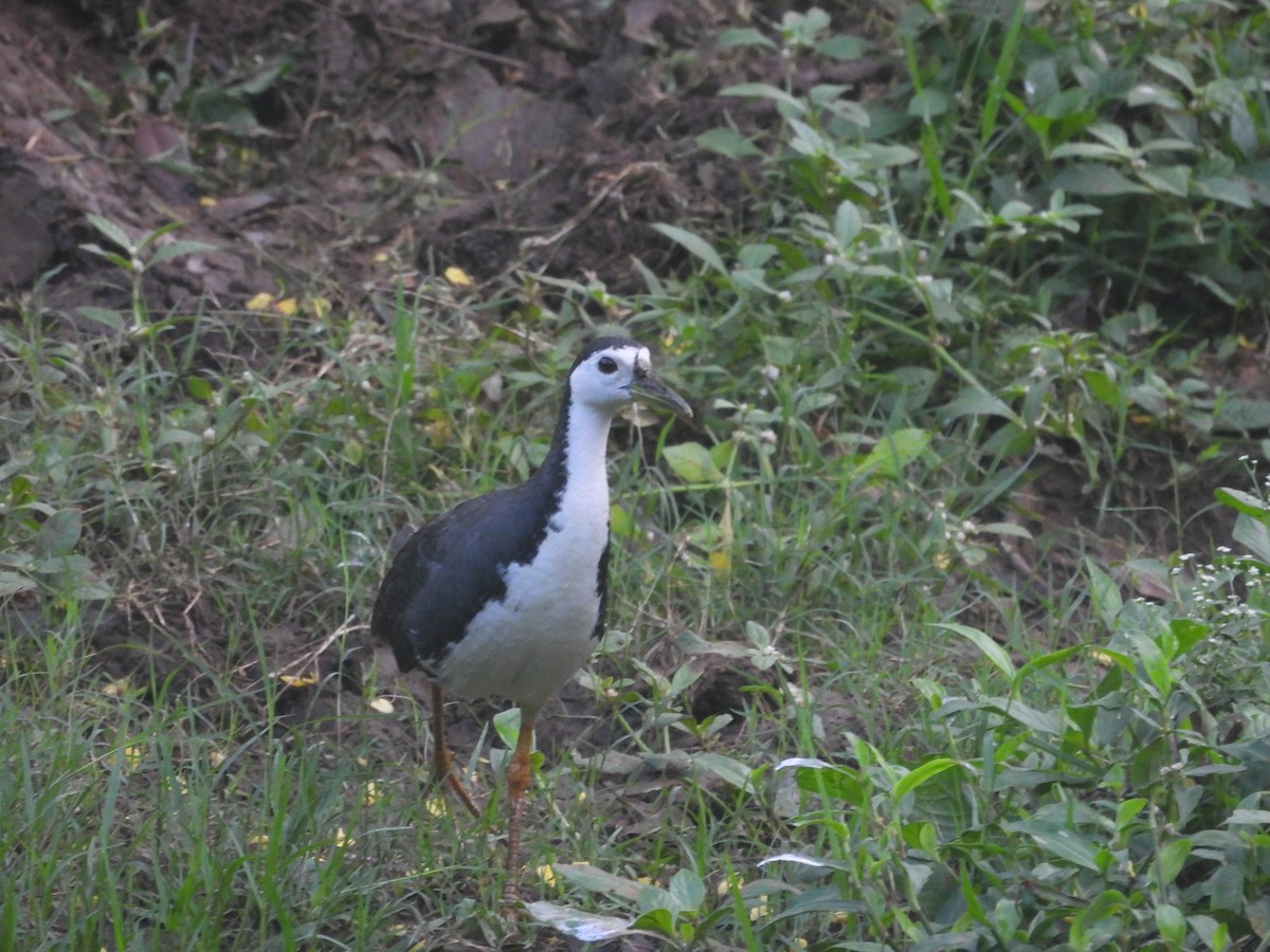 White-breasted Waterhen - ML642951920