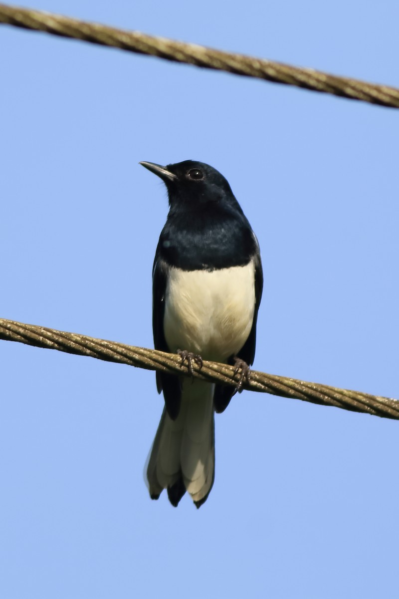 Oriental Magpie-Robin - ML642951925