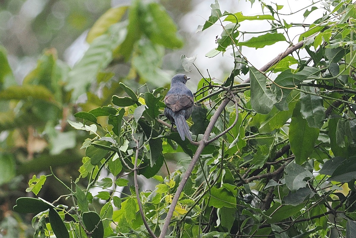 Narrow-tailed Starling - ML642951926