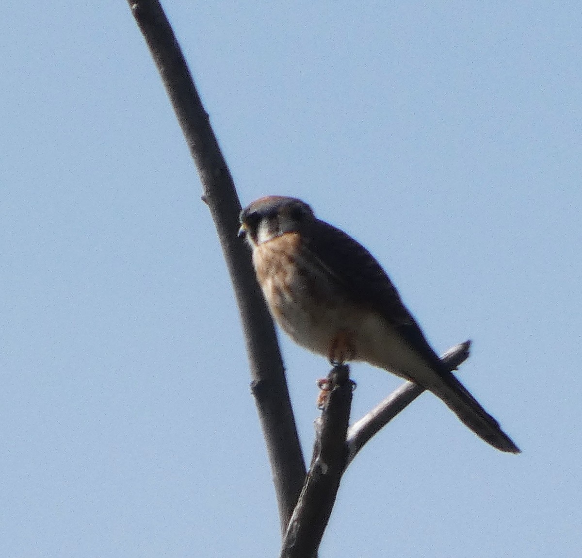 American Kestrel - ML642951930