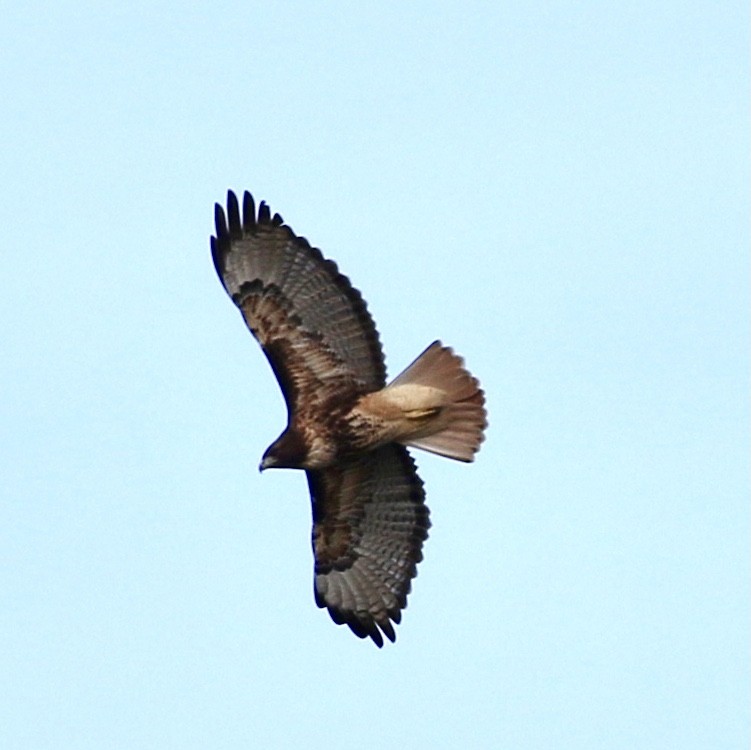 Red-tailed Hawk - ML642951933