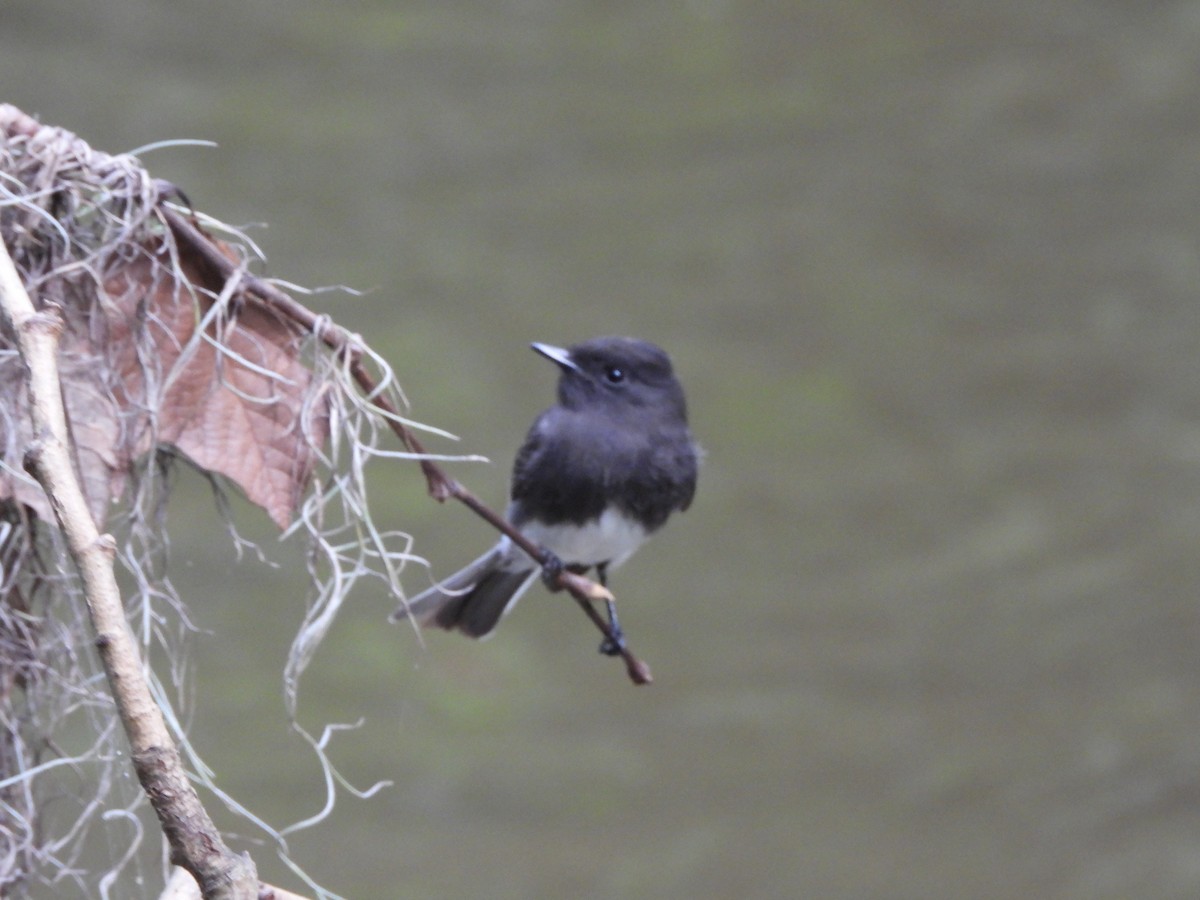 Black Phoebe - ML642951940