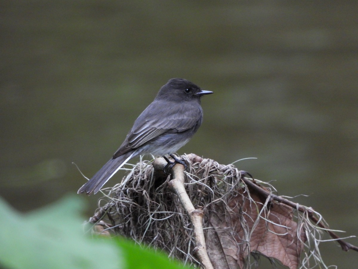 Black Phoebe - ML642951941