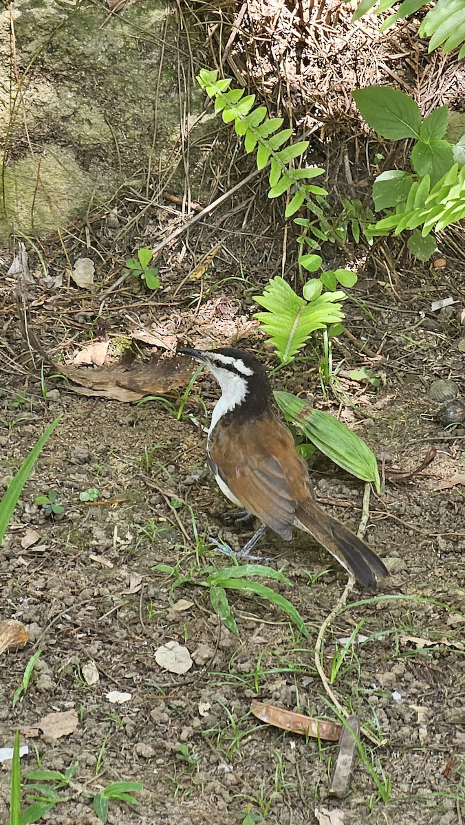 Bicolored Wren - ML642951948