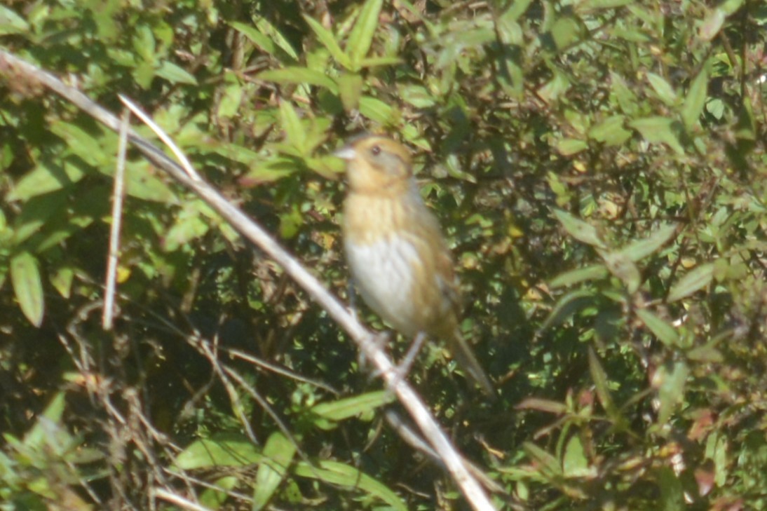 Nelson's Sparrow - ML642951960