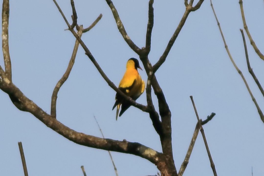 Black-hooded Oriole - ML642951961