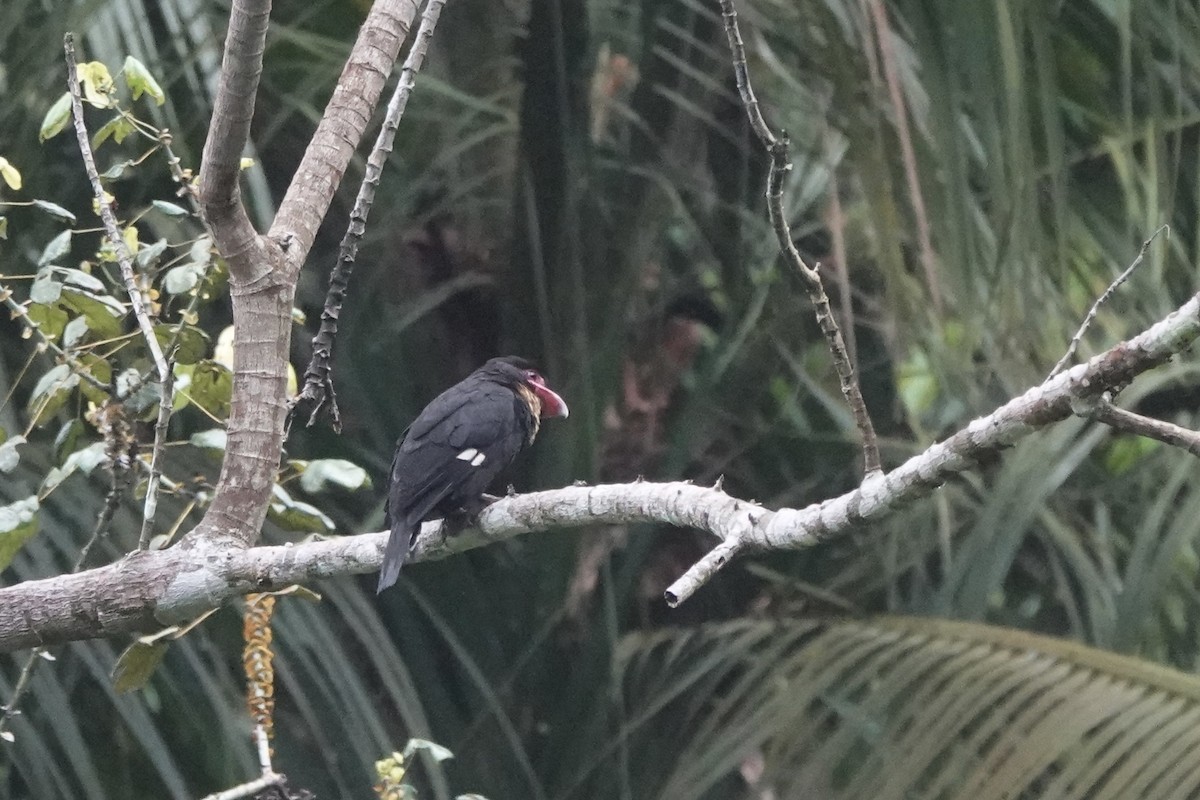 Dusky Broadbill - ML642951969