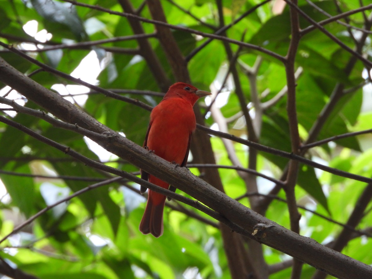 Summer Tanager - ML642951971
