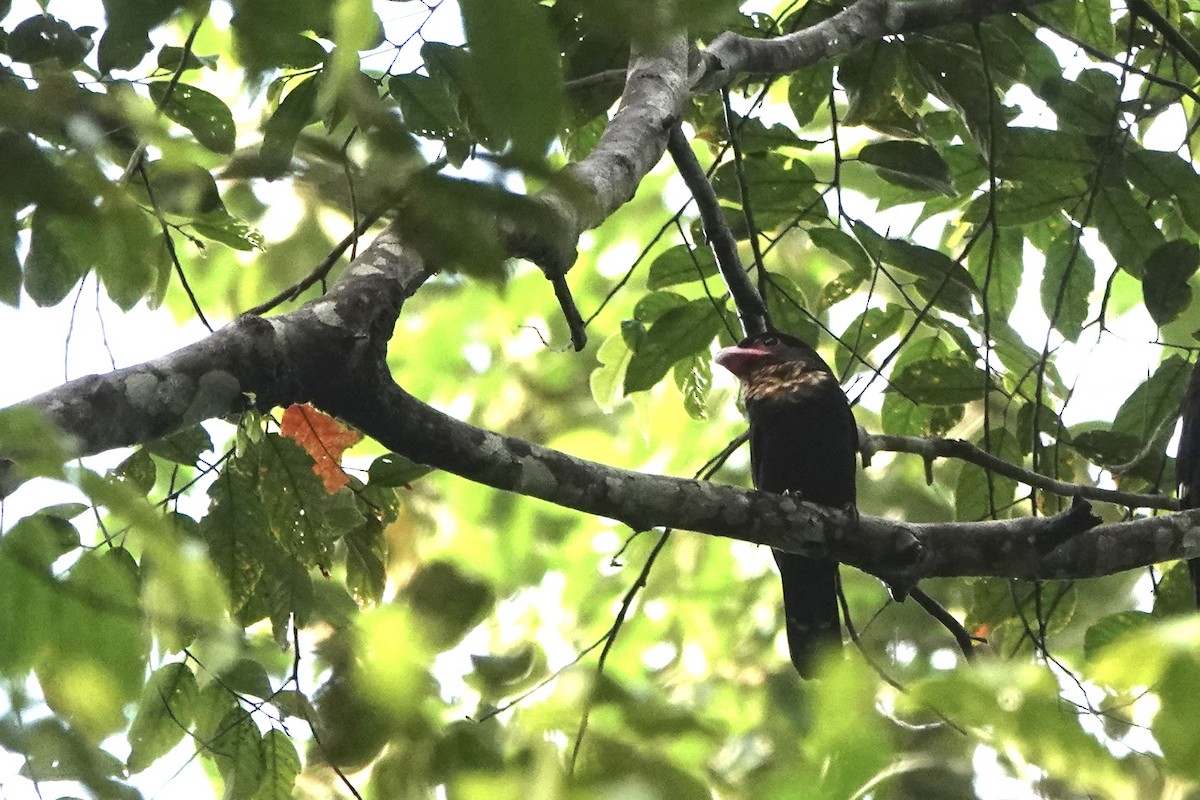 Dusky Broadbill - ML642951975