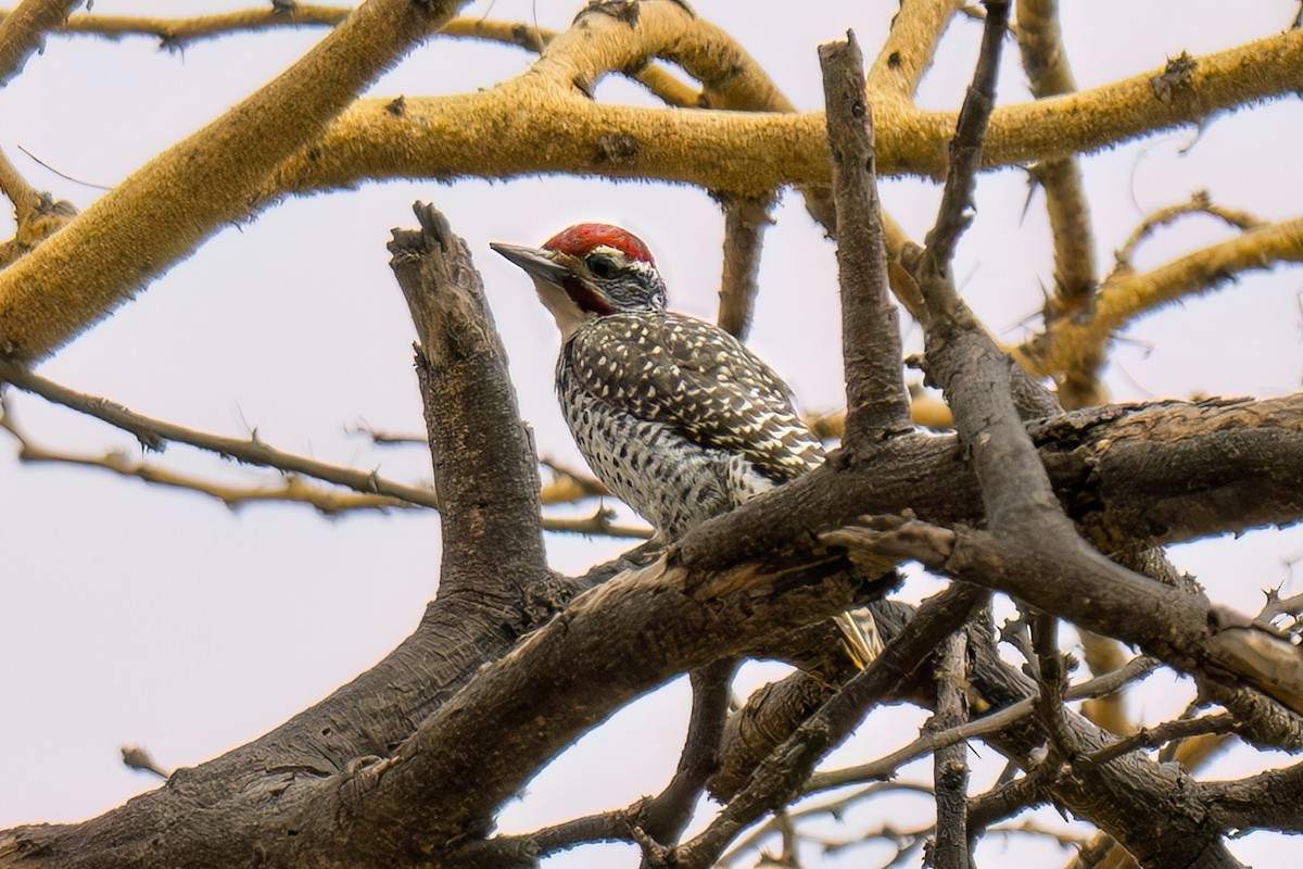 Nubian Woodpecker - ML642951984