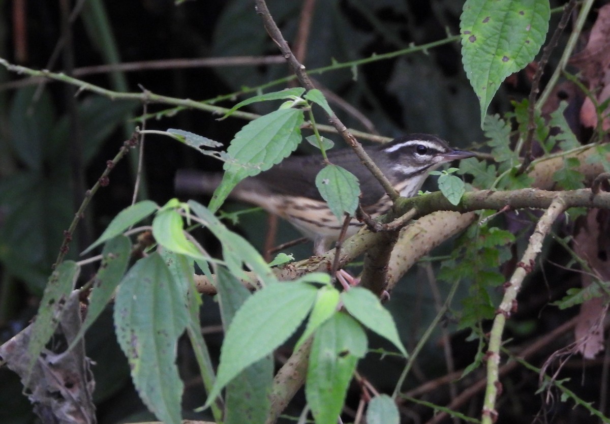 Louisiana Waterthrush - ML642951988
