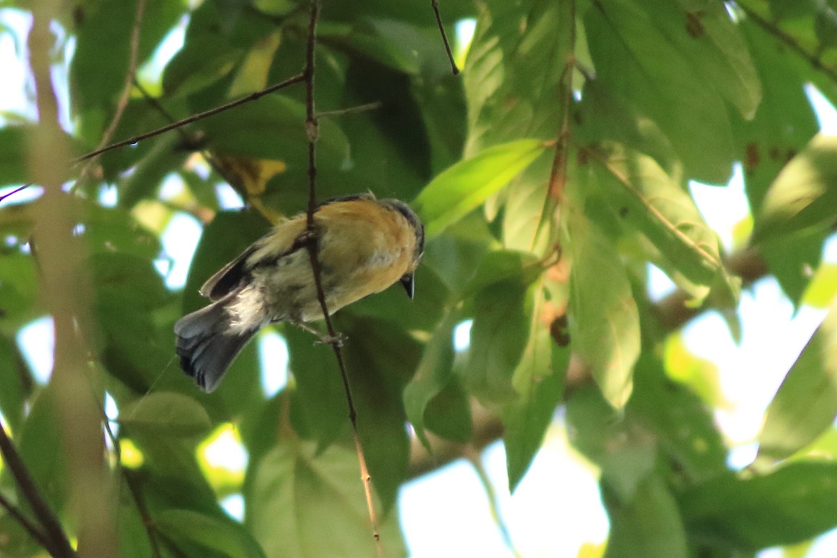Tickell's Blue Flycatcher - ML642951990