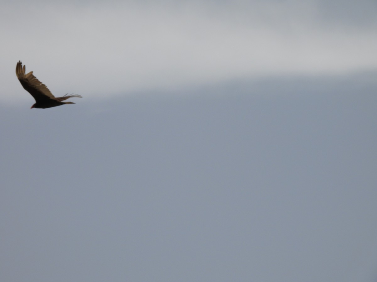 Turkey Vulture - ML642952009