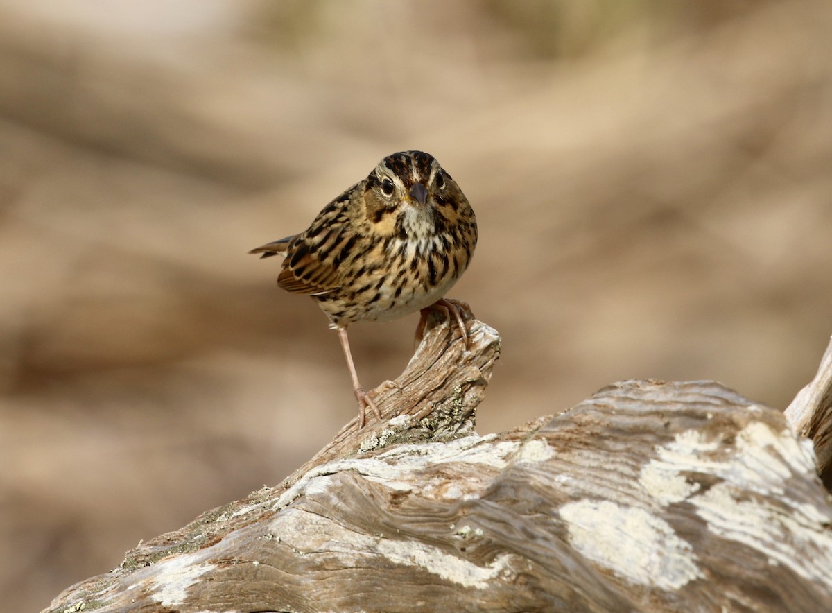 Lincoln's Sparrow - ML642952015