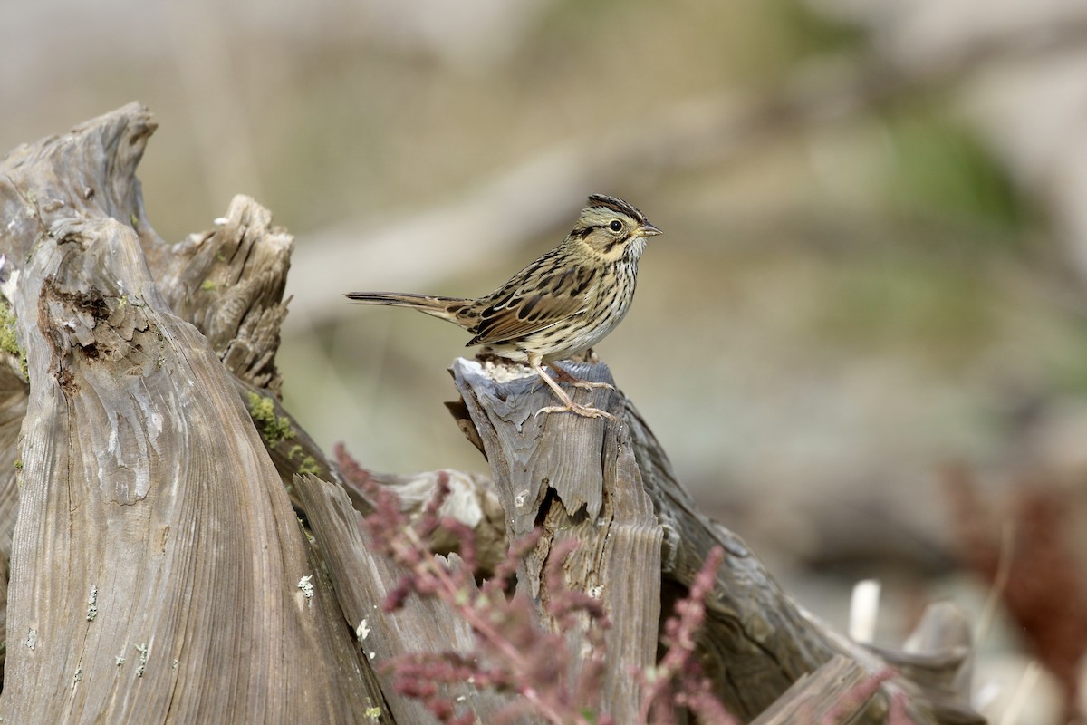 Lincoln's Sparrow - ML642952016
