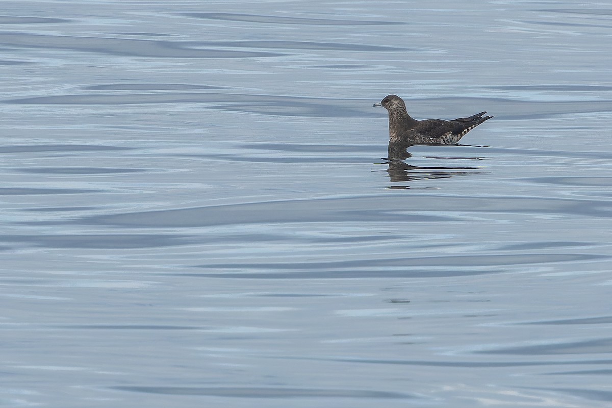 Parasitic Jaeger - Joachim Bertrands | Ornis Birding Expeditions