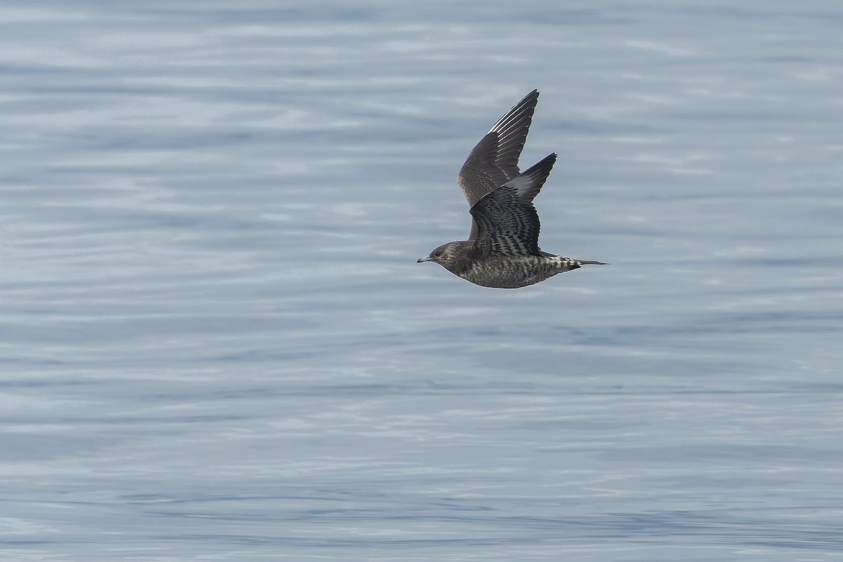 Parasitic Jaeger - Joachim Bertrands | Ornis Birding Expeditions