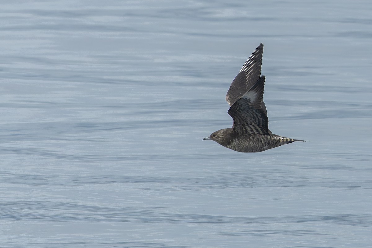Parasitic Jaeger - Joachim Bertrands | Ornis Birding Expeditions