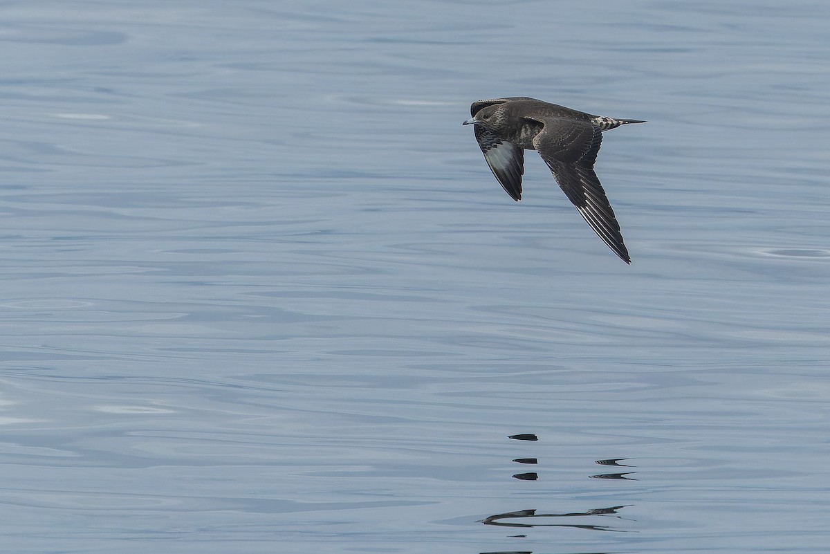 Parasitic Jaeger - Joachim Bertrands | Ornis Birding Expeditions