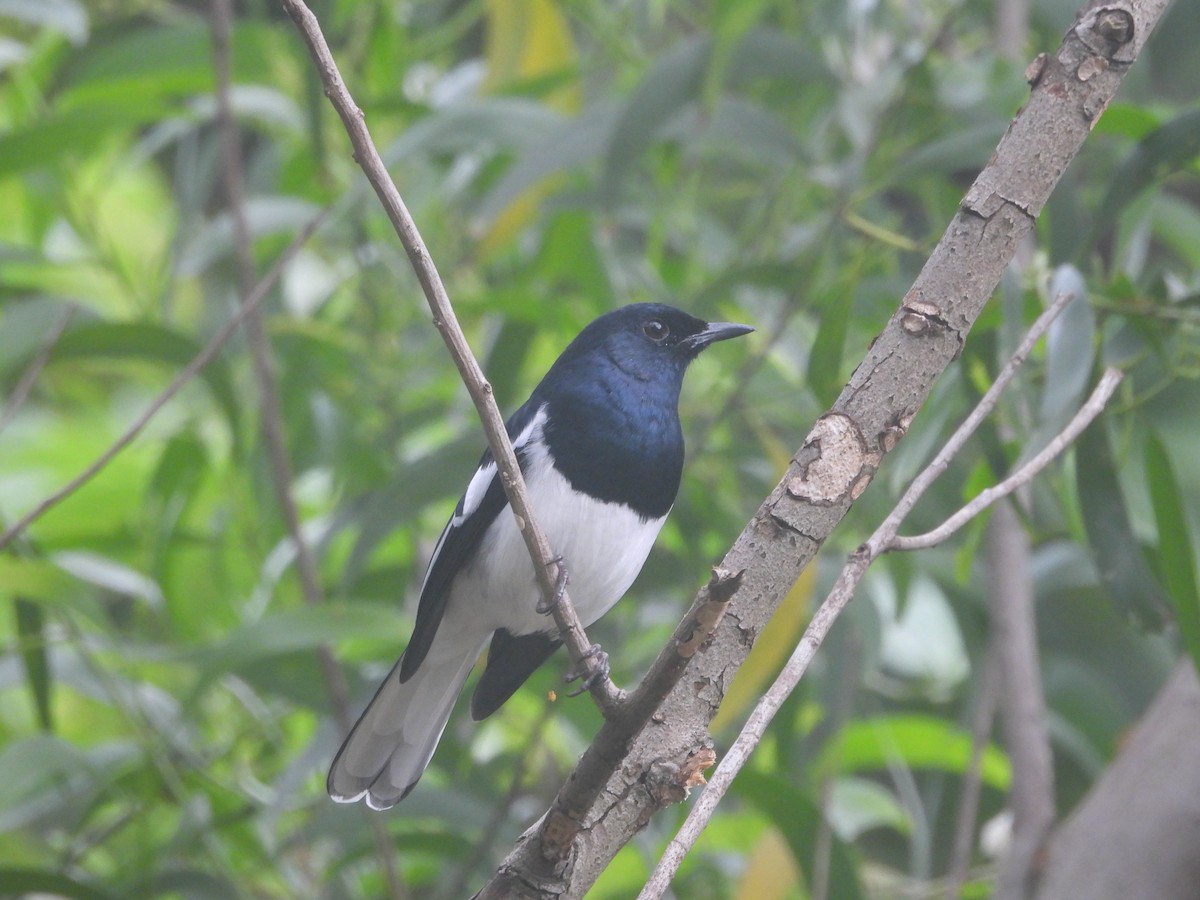 Oriental Magpie-Robin - ML642952101