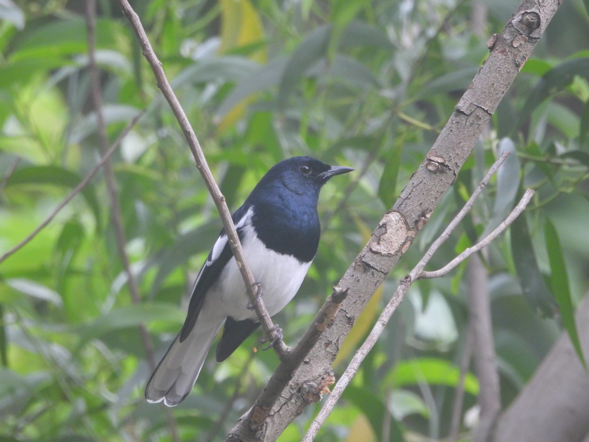 Oriental Magpie-Robin - ML642952102