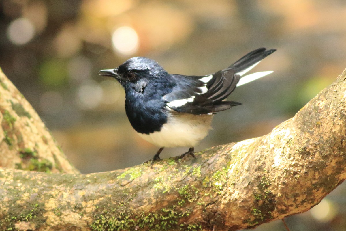Oriental Magpie-Robin - ML642952120