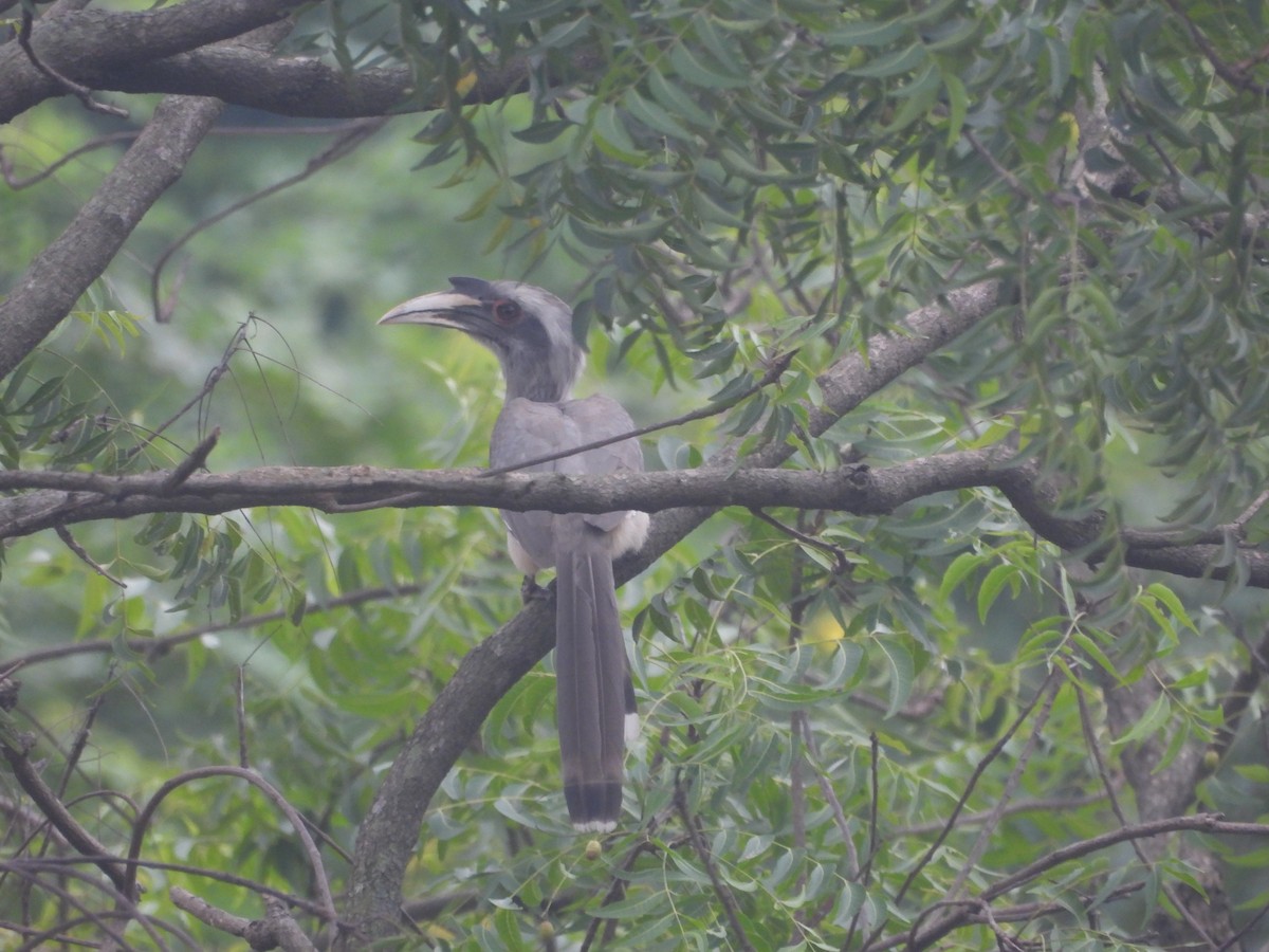 Indian Gray Hornbill - ML642952125