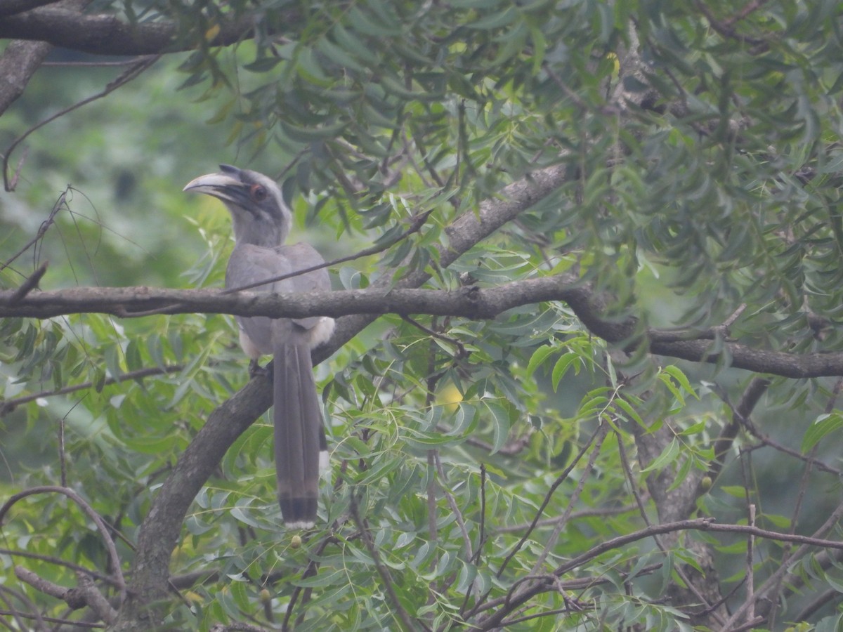 Indian Gray Hornbill - ML642952126