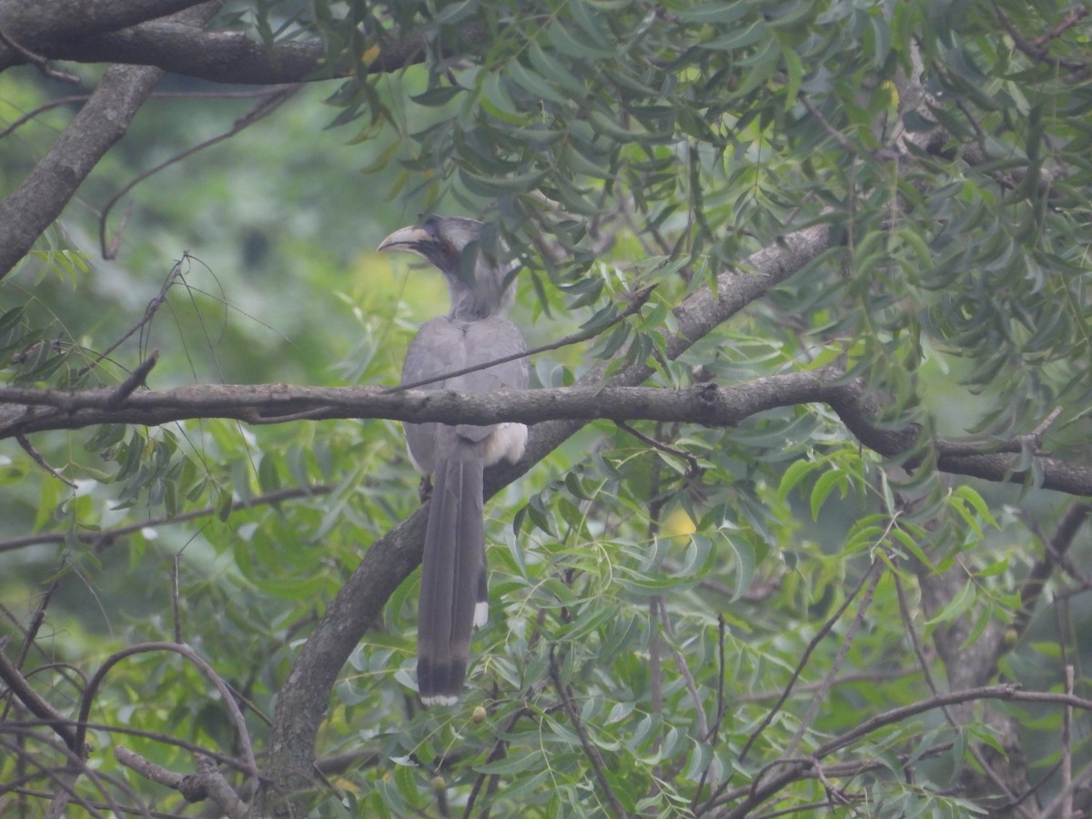 Indian Gray Hornbill - ML642952127