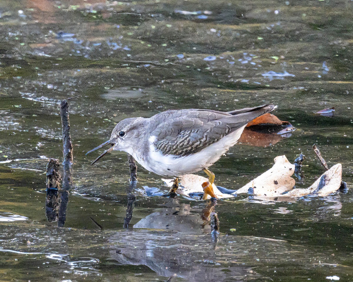 Spotted Sandpiper - ML642952148