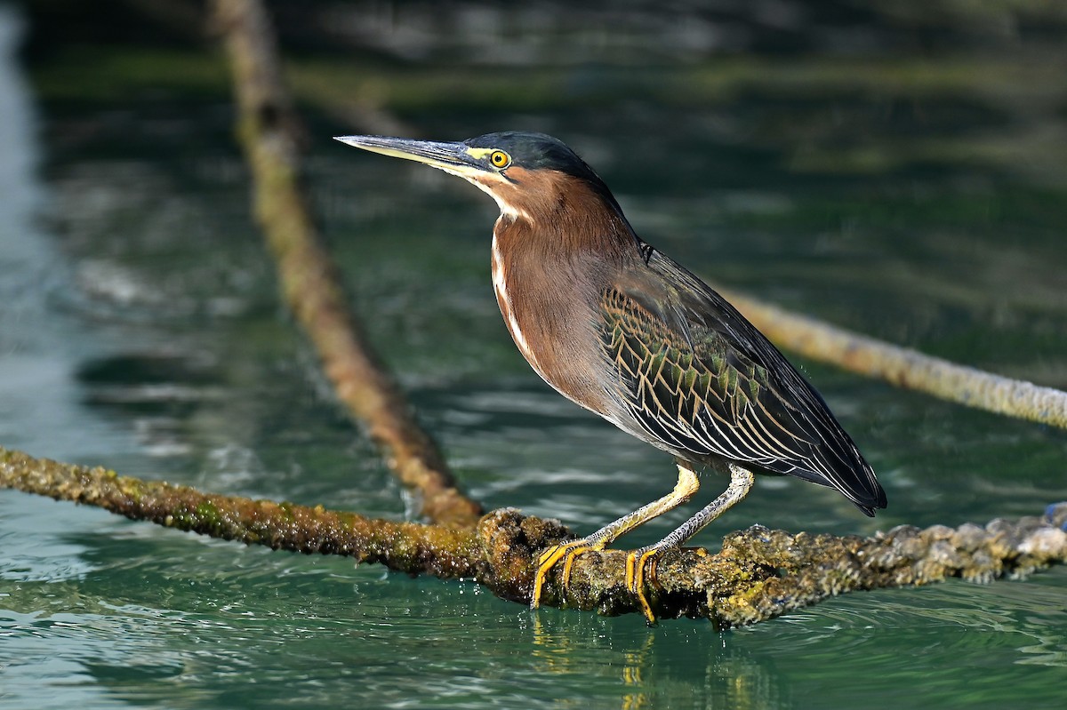 Green Heron - ML642952150
