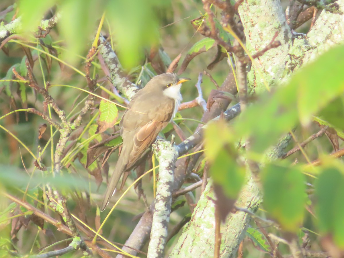 Yellow-billed Cuckoo - ML642952151