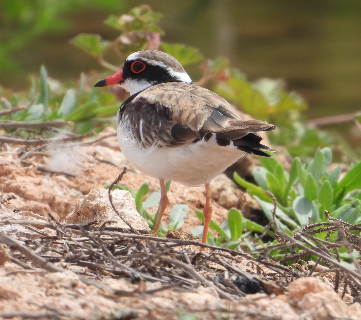 Black-fronted Dotterel - ML642952179
