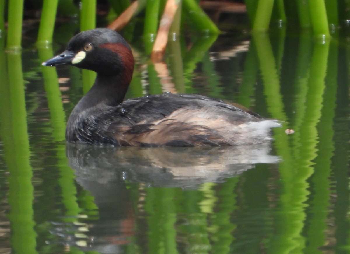 Australasian Grebe - ML642952200