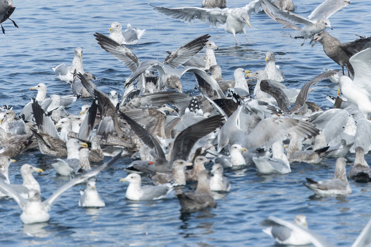 California Gull - ML642952202
