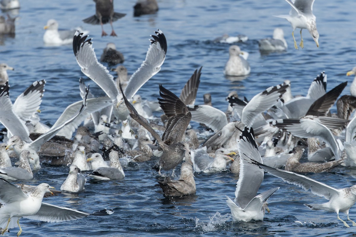 California Gull - ML642952203