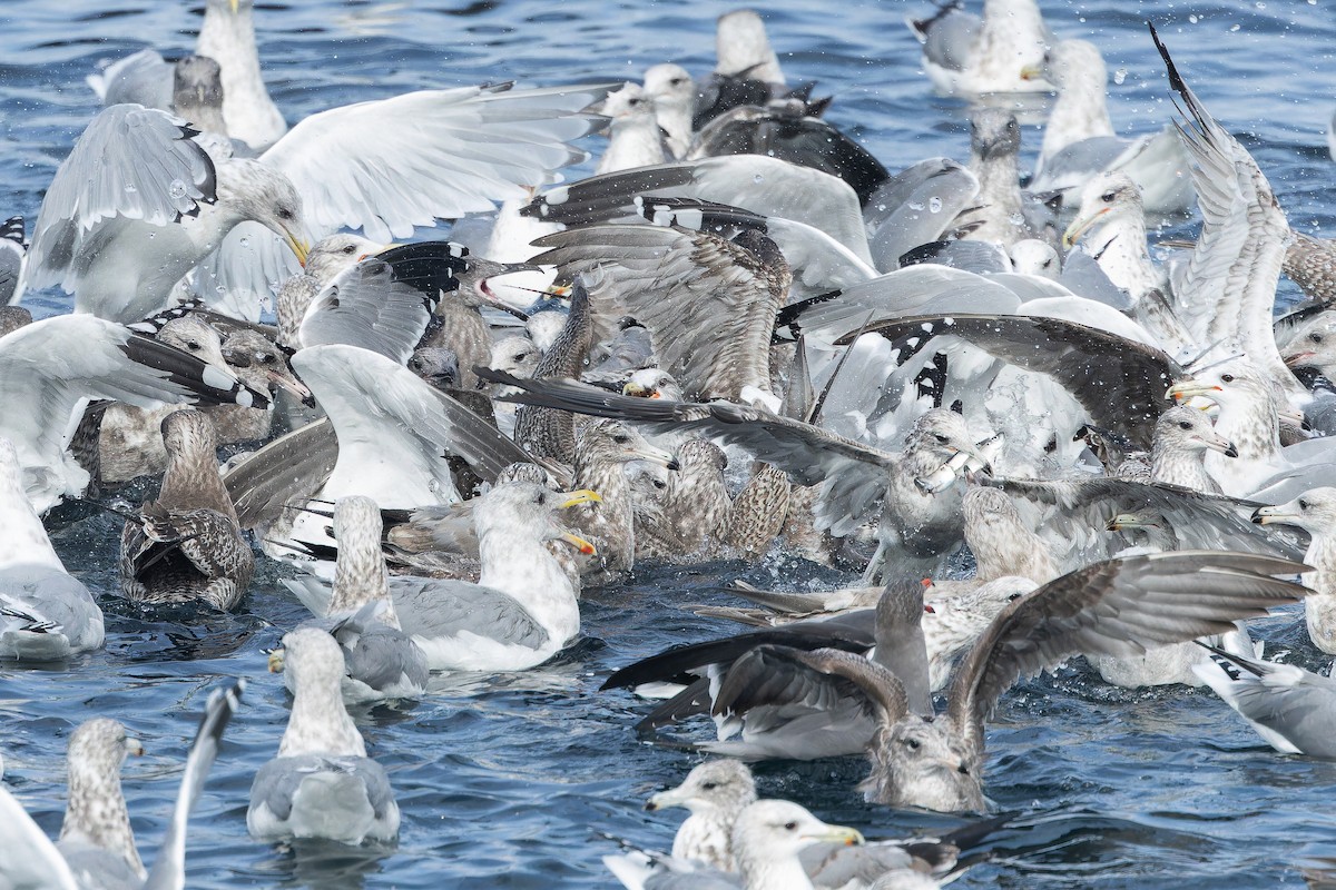 California Gull - ML642952204