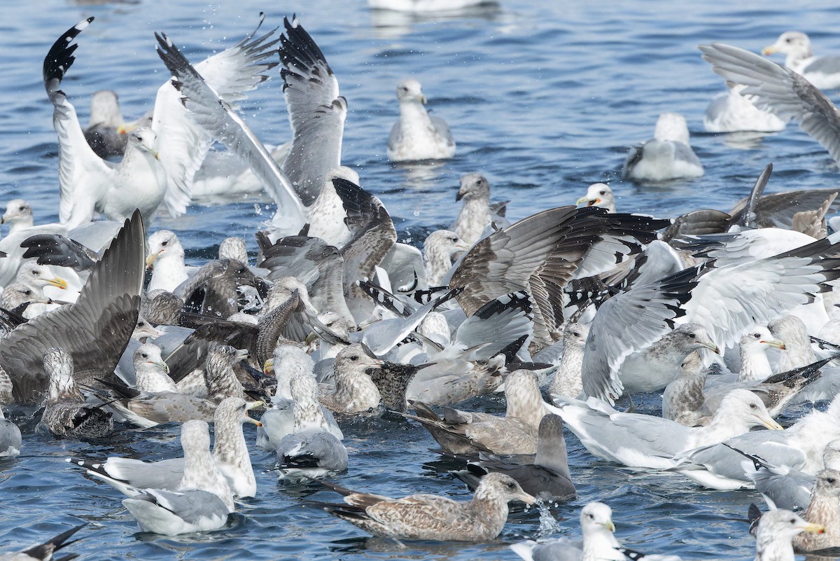 California Gull - ML642952205
