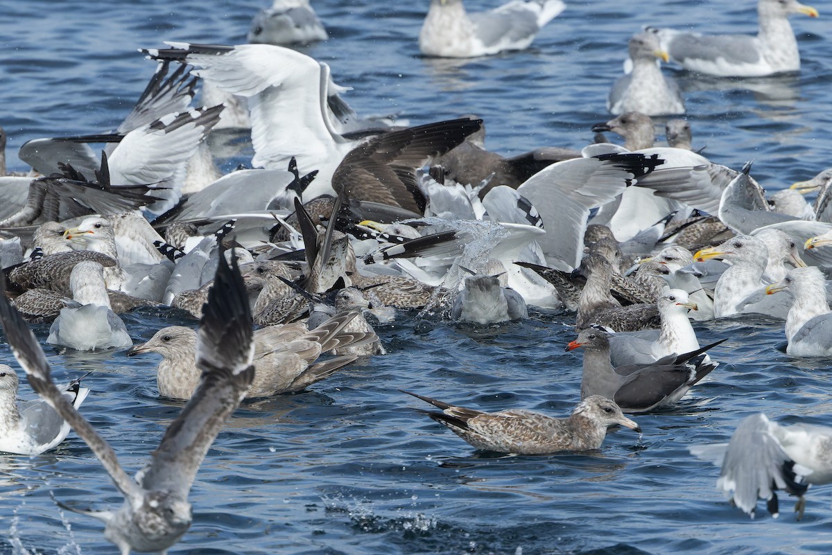 California Gull - ML642952207