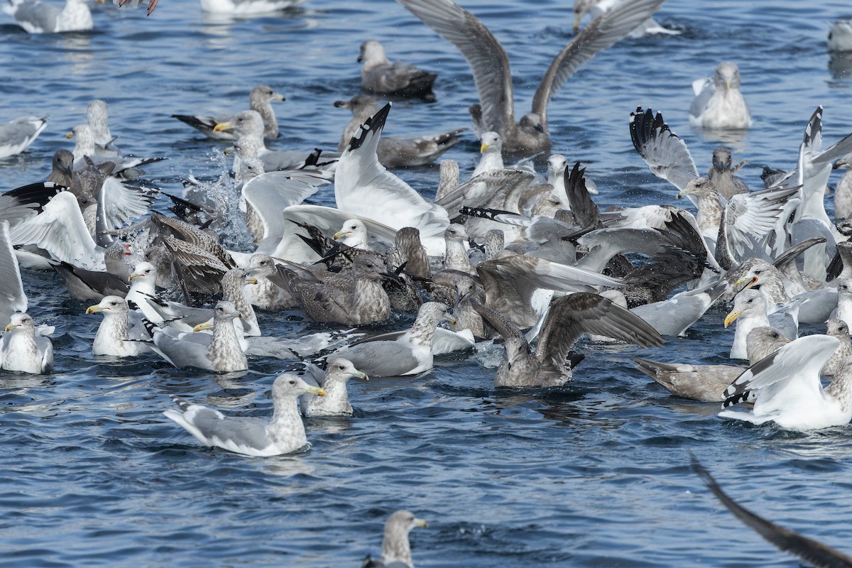 California Gull - ML642952208